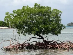 mangroves