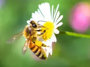 Bee-Day