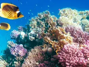 CoralReef