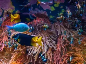 bio-diversity